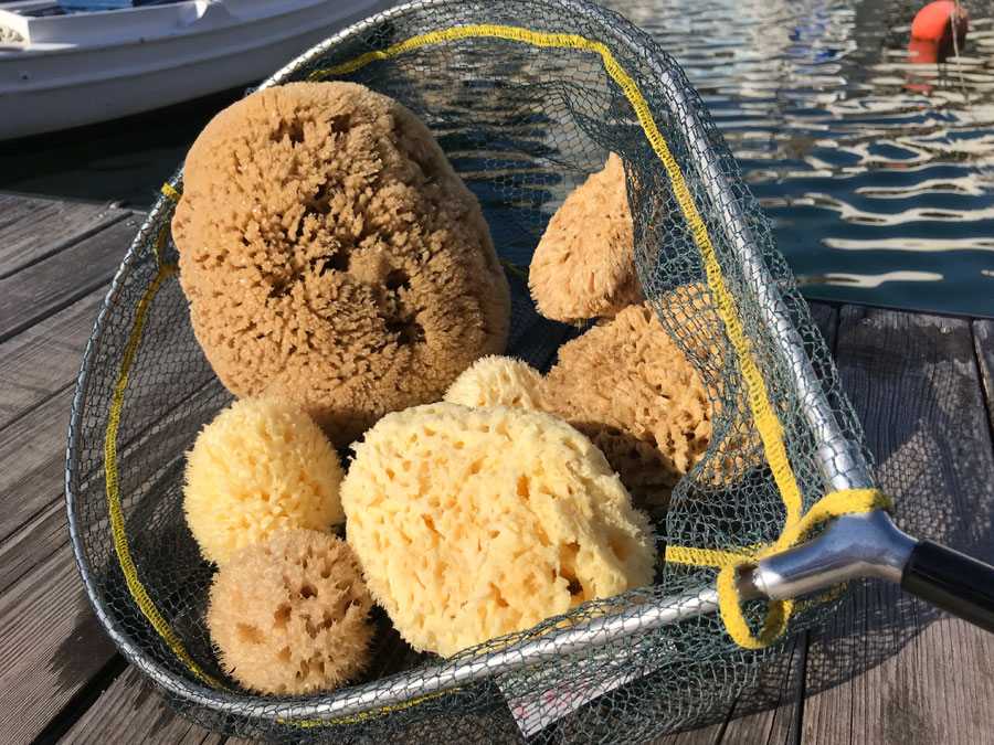 Grass Sea Sponge